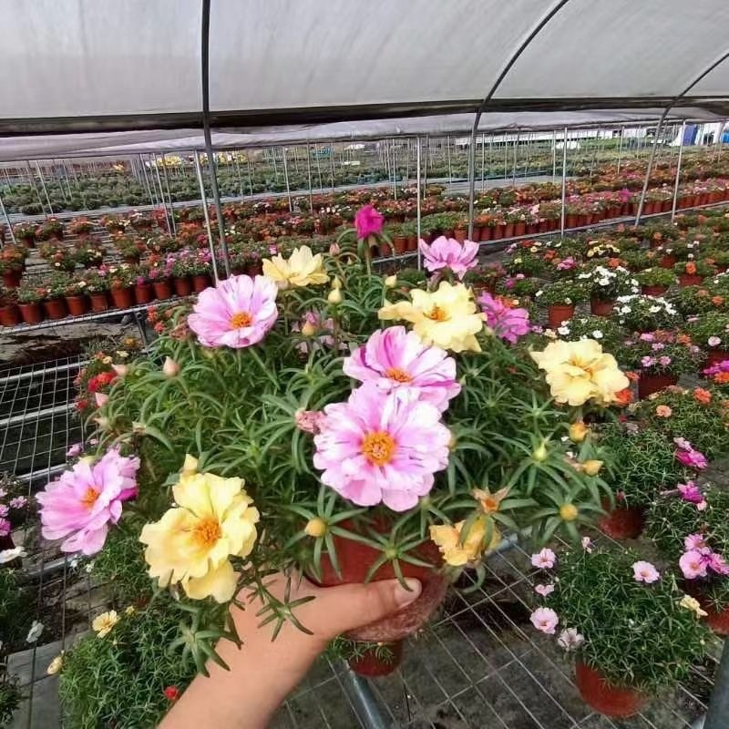 网红重瓣太阳花种子混合装易养活四季开花室外庭院花园冻不死