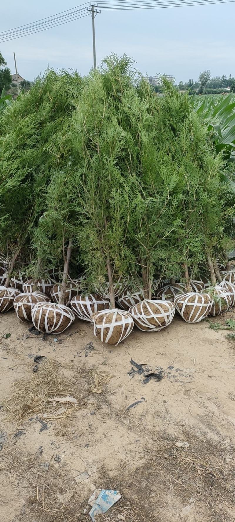 侧柏树，党参，黄芪，