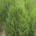 侧柏树，党参，黄芪，
