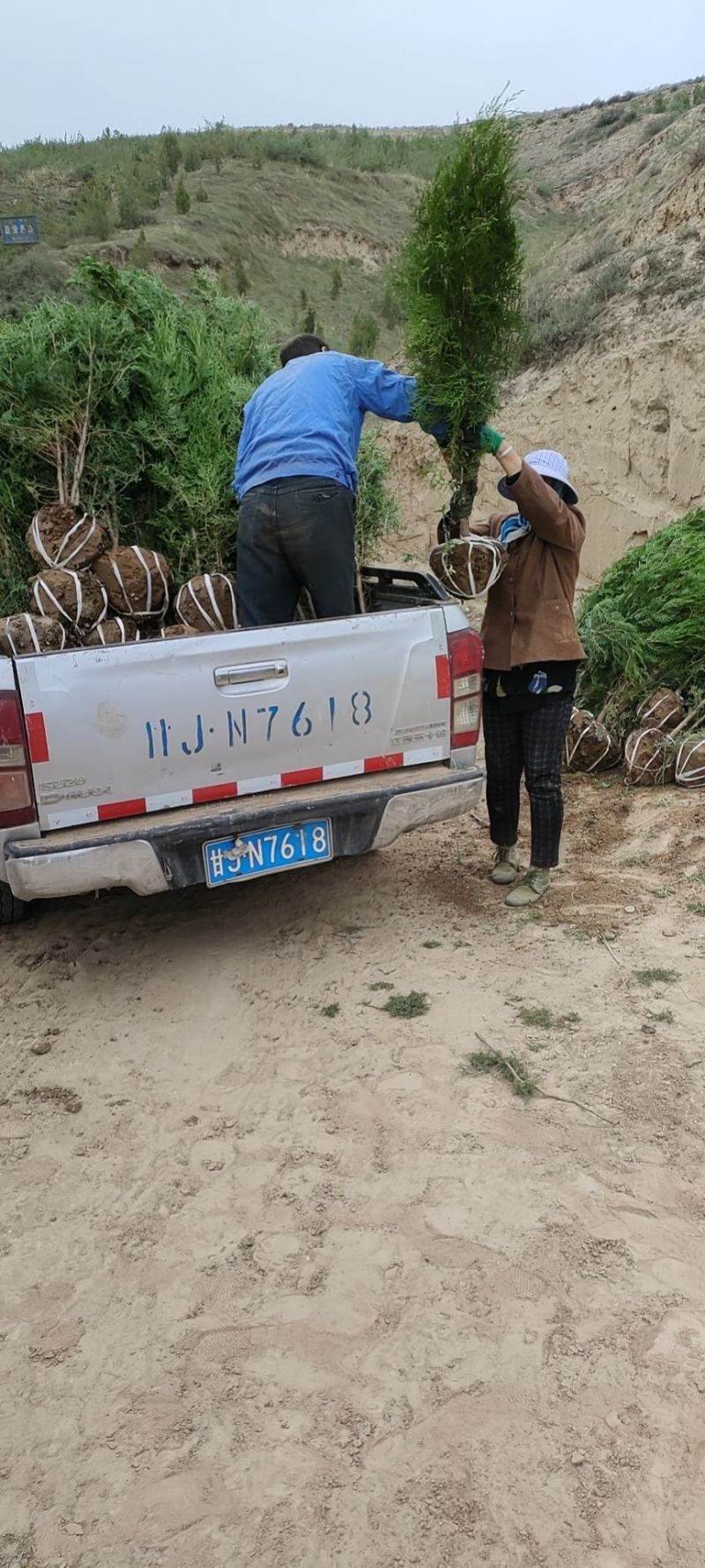侧柏树，党参，黄芪，