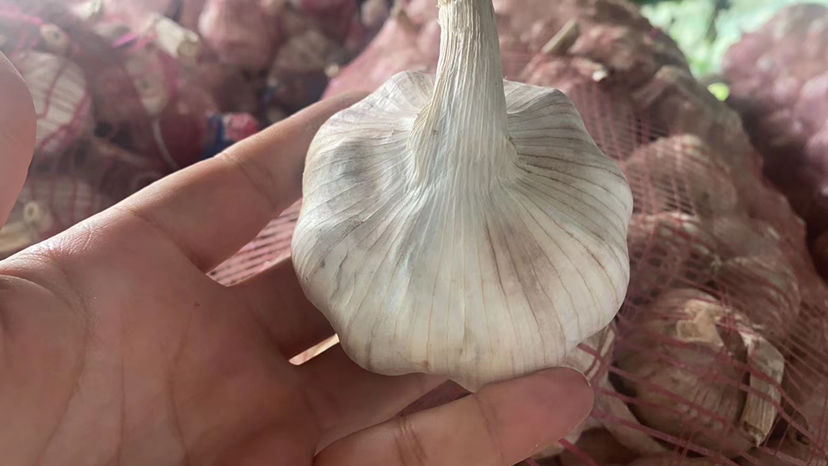 大蒜实物图