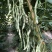 白色四季豆种子幸运99肉厚无筋结荚密春秋可种