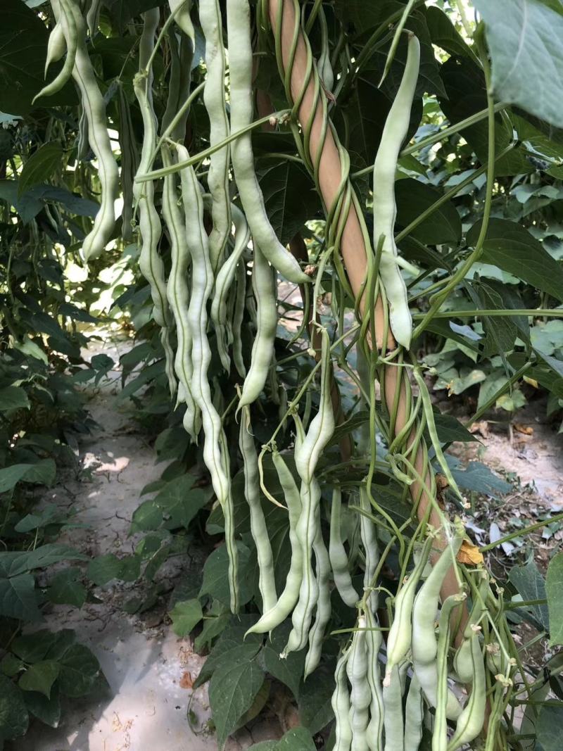 白色四季豆种子幸运99肉厚无筋结荚密春秋可种