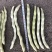 白色四季豆种子幸运99肉厚无筋结荚密春秋可种