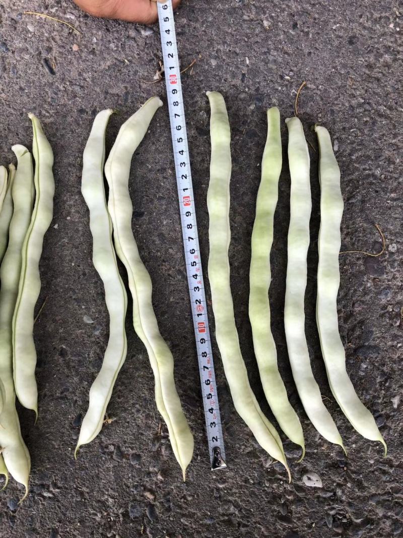 白色四季豆种子幸运99肉厚无筋结荚密春秋可种