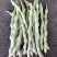 白色四季豆种子幸运99肉厚无筋结荚密春秋可种