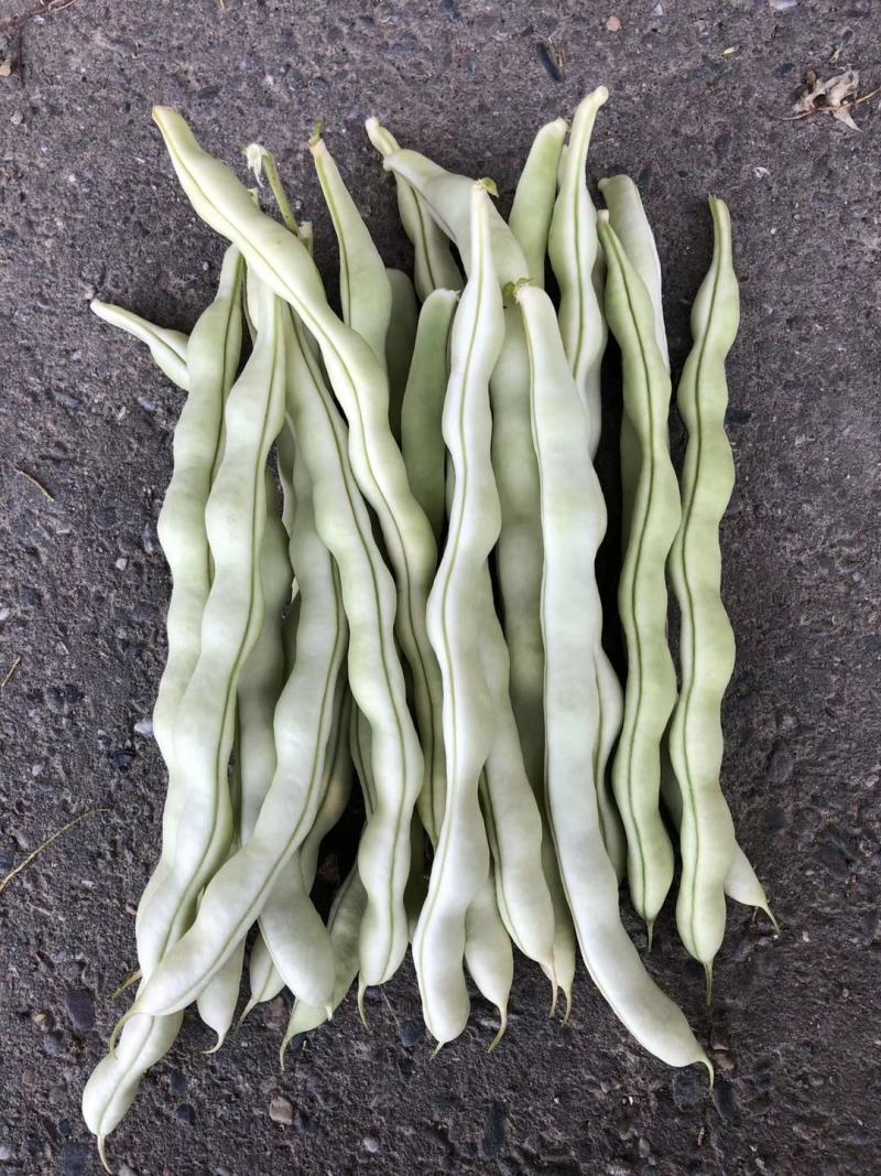 白色四季豆种子幸运99肉厚无筋结荚密春秋可种