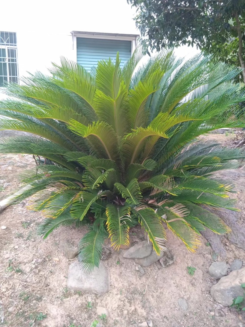 铁树苏铁庭院绿植盆栽盆景绿化工程铁树