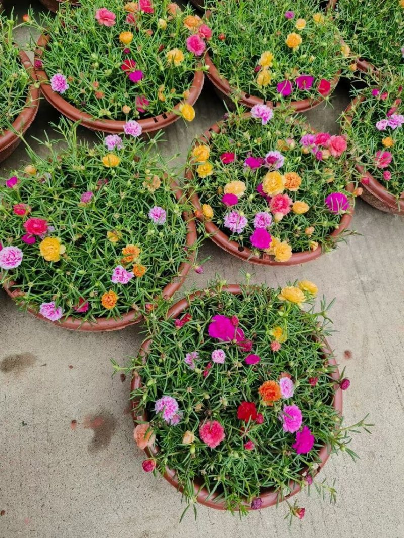太阳花重瓣花苗混色盆栽花苗植物四季开花室外阳台庭院栀子花