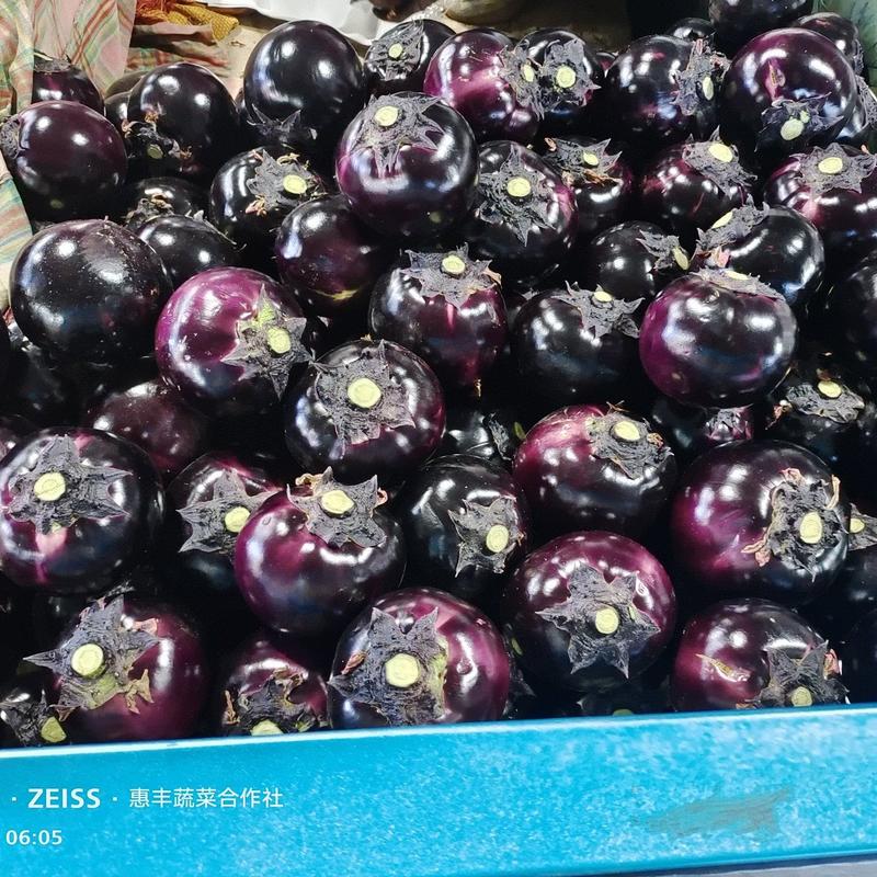 精品紫光圆茄~聊城~产地～全年供应～商超，市场，电商，