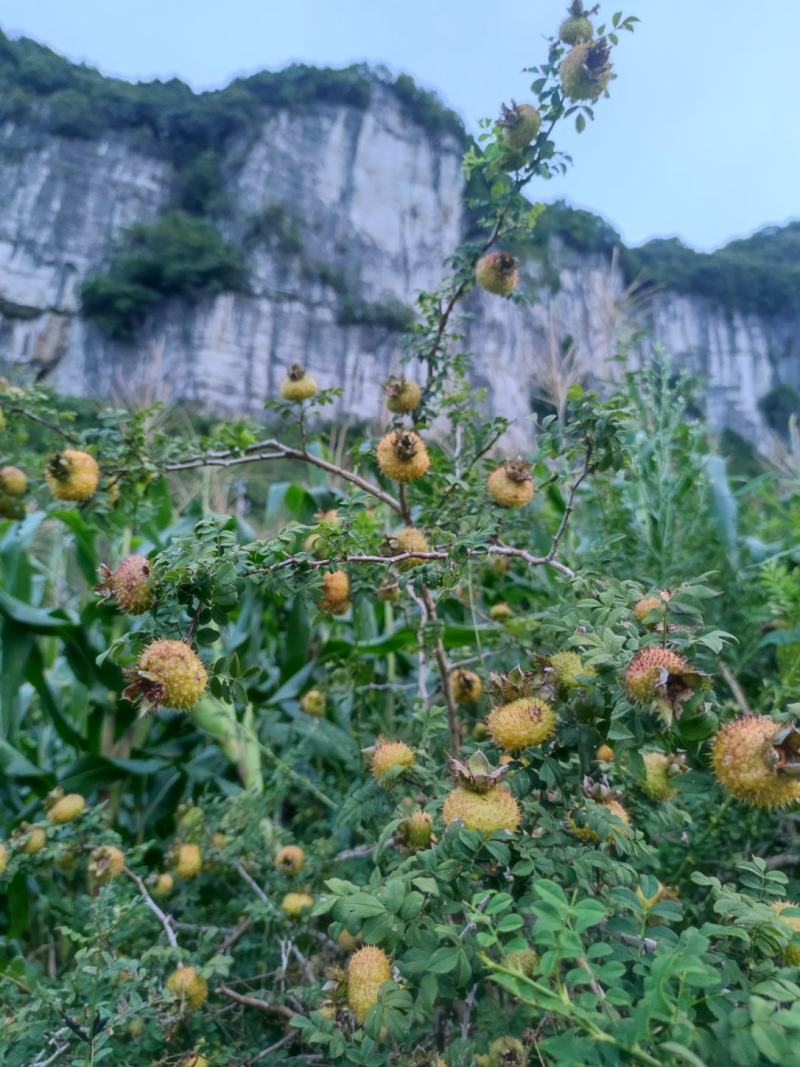 贵州刺梨鲜果，大量有货