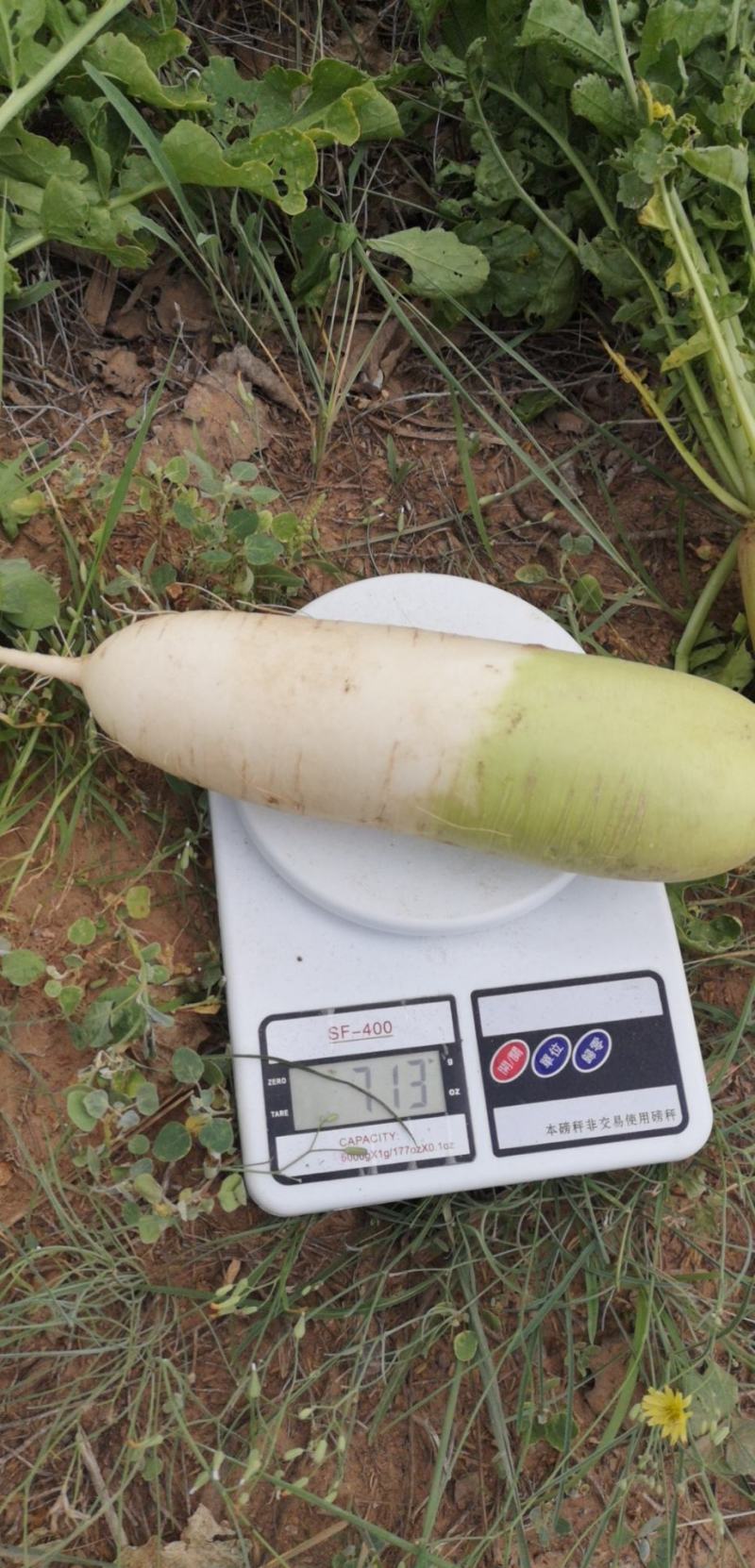 陕北青白萝卜