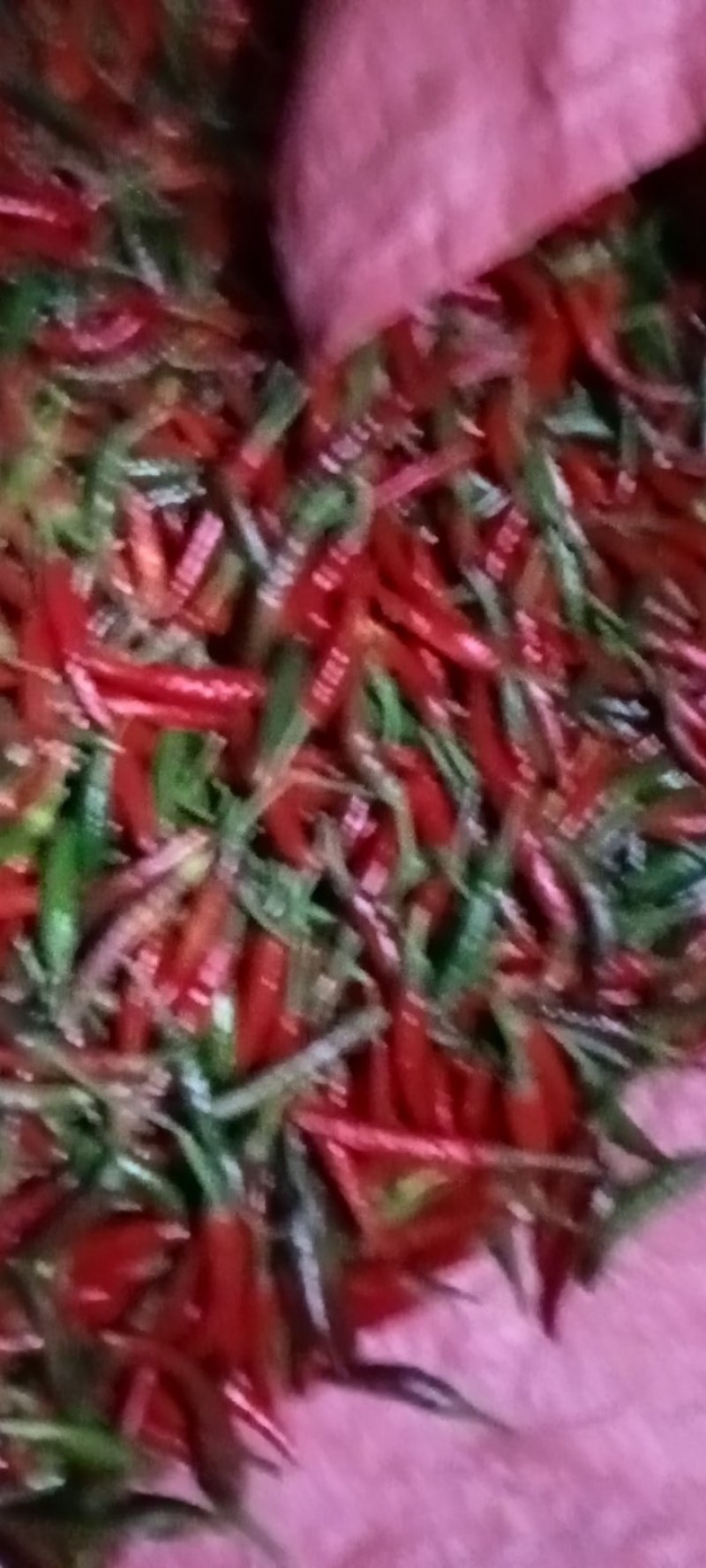 朝天椒