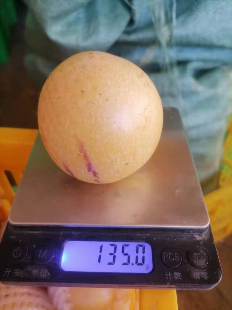 云南石林人参果圆果当季新鲜现摘黄肉多汁低糖孕妇水果非甘肃
