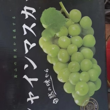 阳山玫瑰