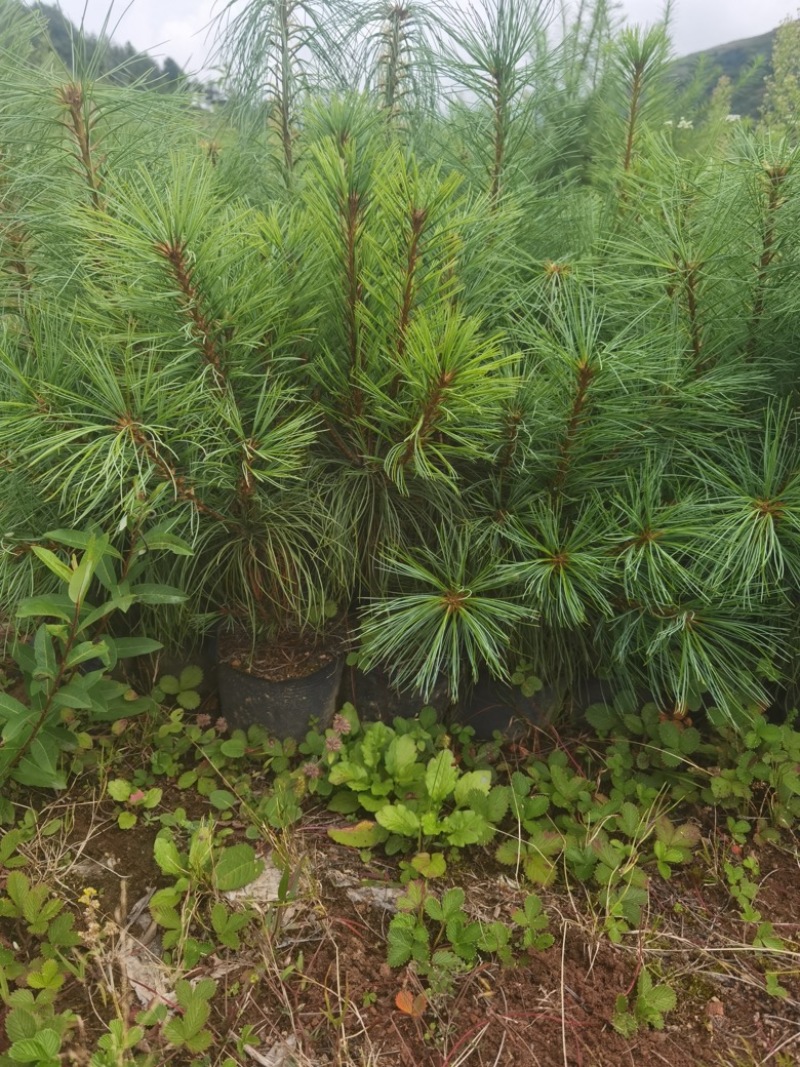 华山松营养袋苗出售，量大从优！