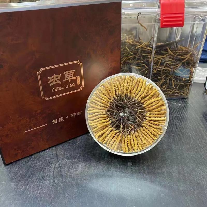 冬虫夏草头期非断草西藏那曲冬虫夏草中秋过节送礼礼