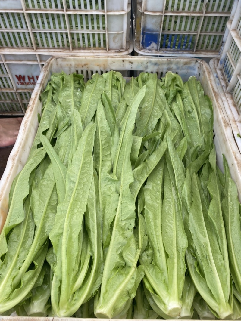推荐🔥邯郸永年大量精品油麦上市，品质对接商超，欢迎采购