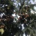 自家种植的北京十七甜离核桃大量上市