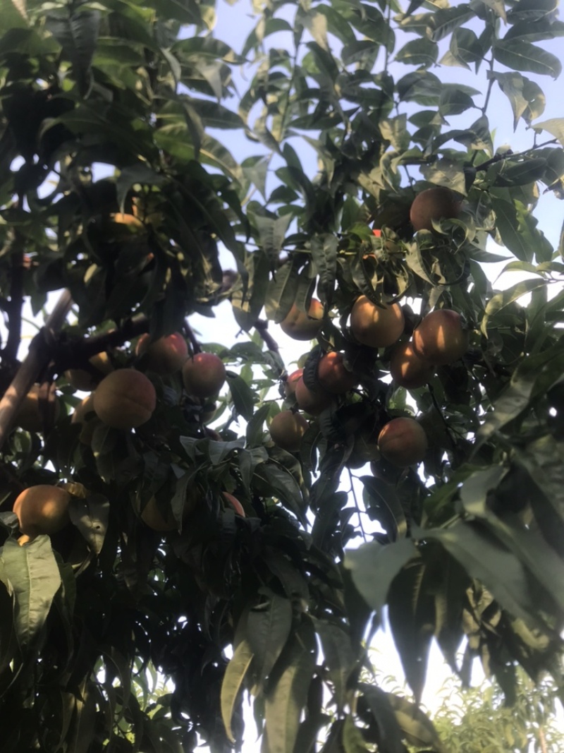 自家种植的北京十七甜离核桃大量上市