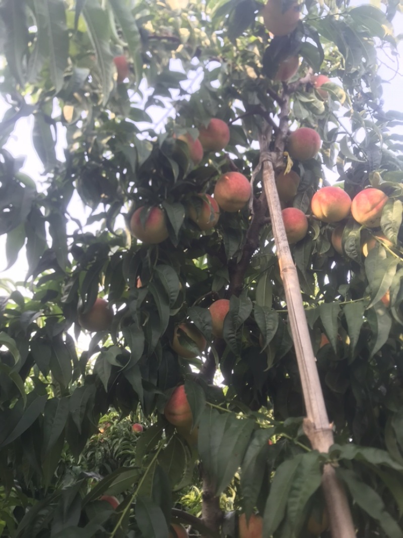自家种植的北京十七甜离核桃大量上市
