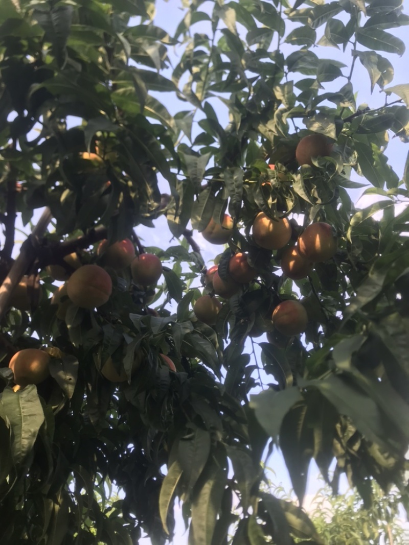 自家种植的北京十七甜离核桃大量上市