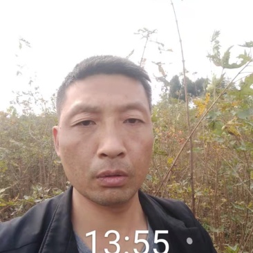 元宝枫造林定植苗木量大自家埔地
