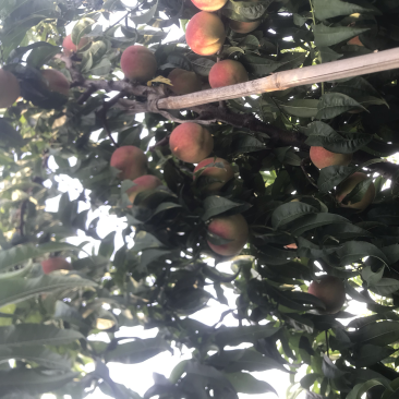 自家种植的北京十七甜离核桃大量上市