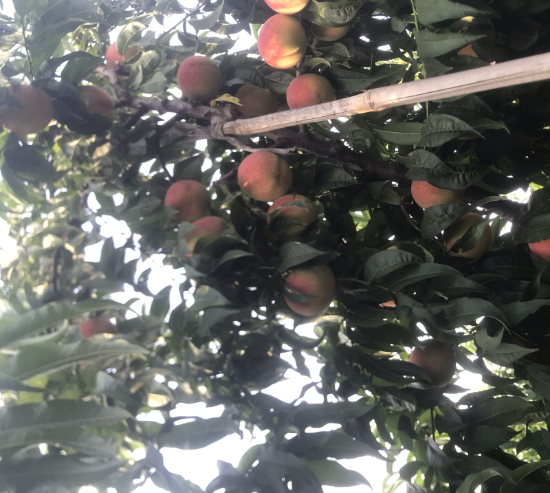 自家种植的北京十七甜离核桃大量上市