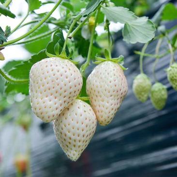 【脱毒草莓苗】白雪公主天使AE粉玉品种白草莓一级苗