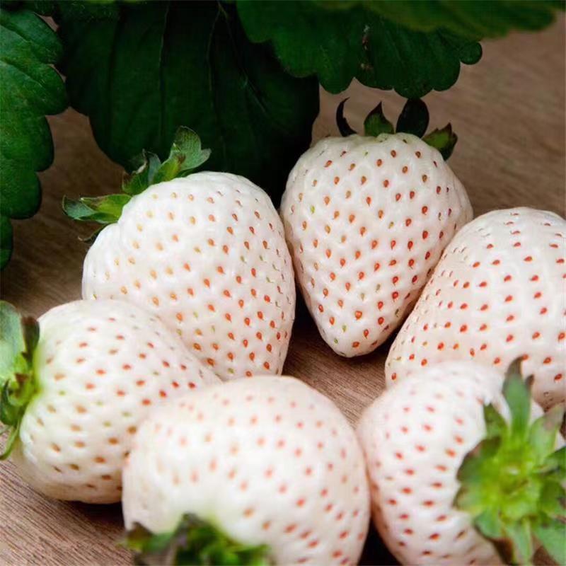 【脱毒草莓苗】白雪公主天使AE粉玉品种白草莓一级苗