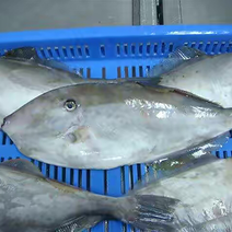 马面鱼扒皮鱼耗儿鱼海捕鱼深海鱼食堂超市市场
