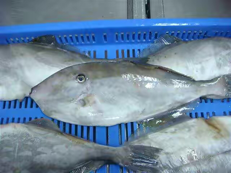 马面鱼扒皮鱼耗儿鱼海捕鱼深海鱼食堂超市市场