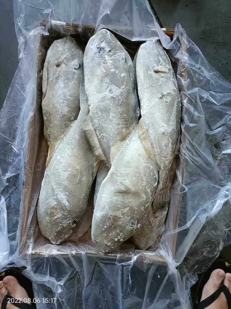 马面鱼扒皮鱼耗儿鱼海捕鱼深海鱼食堂超市市场