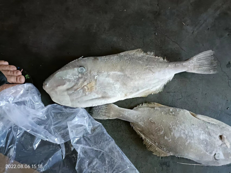 马面鱼扒皮鱼耗儿鱼海捕鱼深海鱼食堂超市市场