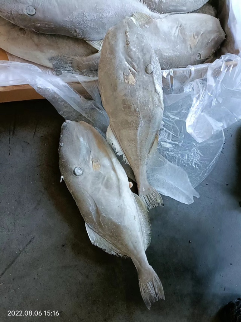 马面鱼扒皮鱼耗儿鱼海捕鱼深海鱼食堂超市市场