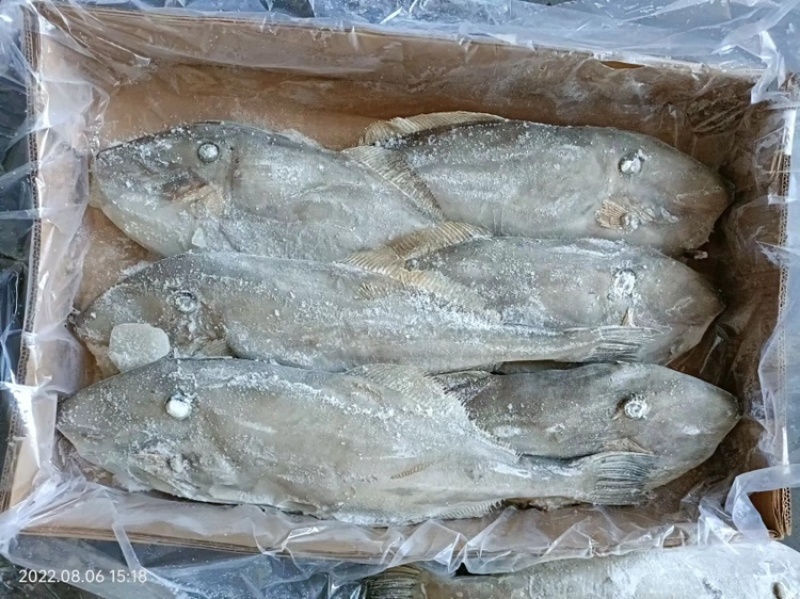 马面鱼扒皮鱼耗儿鱼海捕鱼深海鱼食堂超市市场