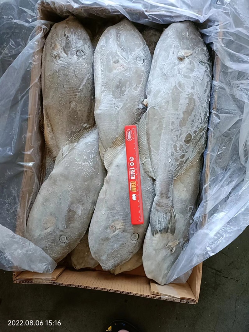 马面鱼扒皮鱼耗儿鱼海捕鱼深海鱼食堂超市市场