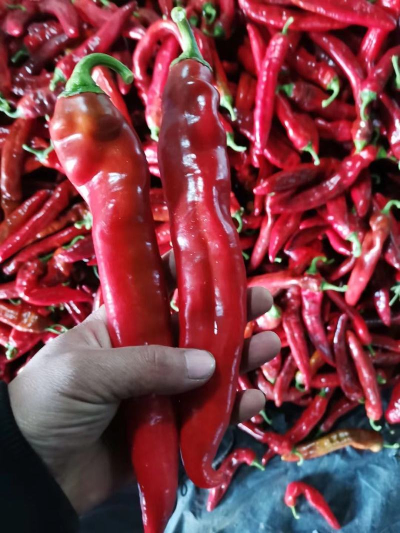 红袍椒大量出售一手货源基地直供**批发