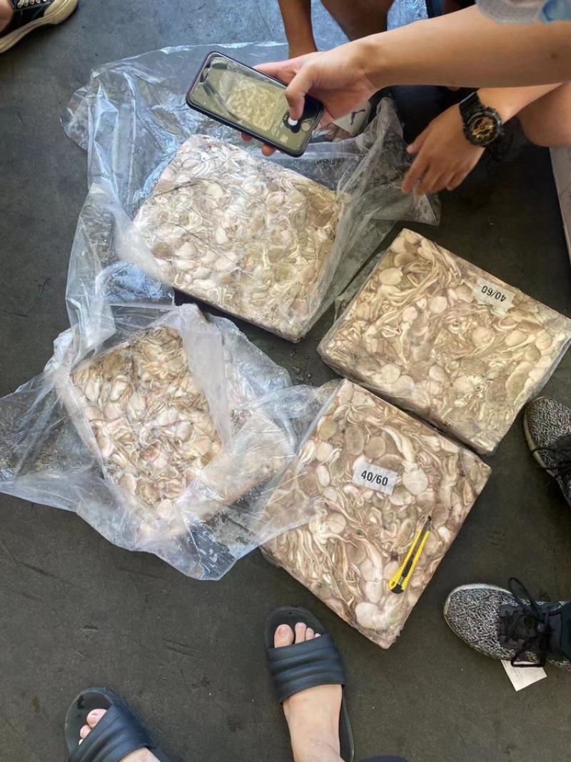 章鱼小章鱼八爪鱼小八爪鱼一口章章鱼一口章鱼