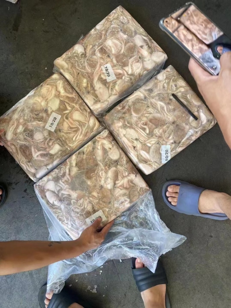 章鱼小章鱼八爪鱼小八爪鱼一口章章鱼一口章鱼