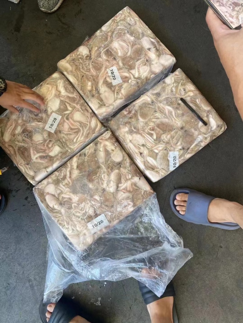 章鱼小章鱼八爪鱼小八爪鱼一口章章鱼一口章鱼