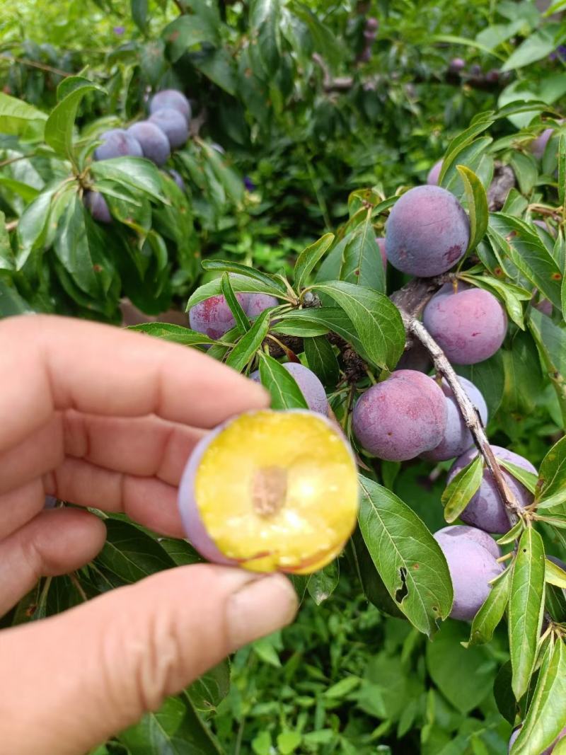汉源高山小翠红