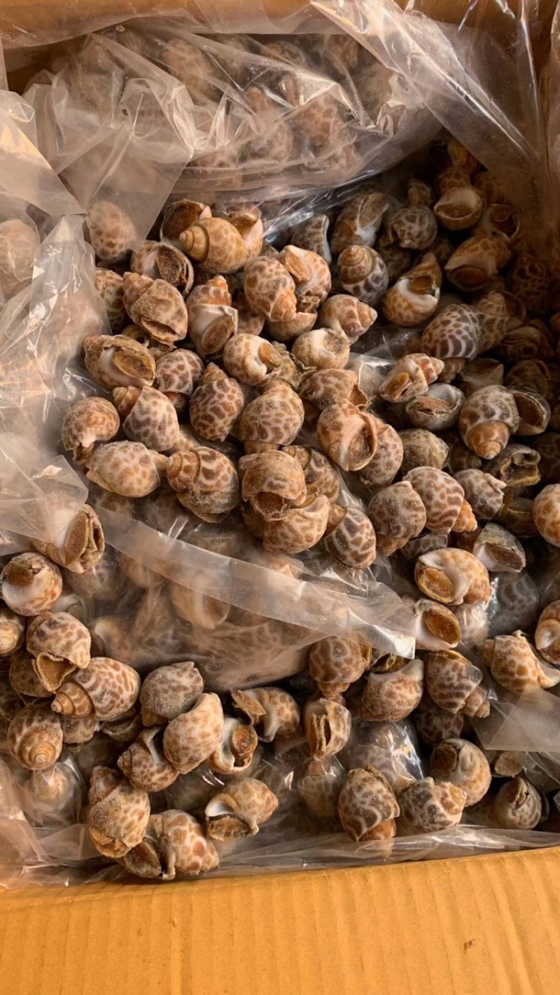 花螺螺食用螺海螺短尾花螺肉汤螺花螺东风螺