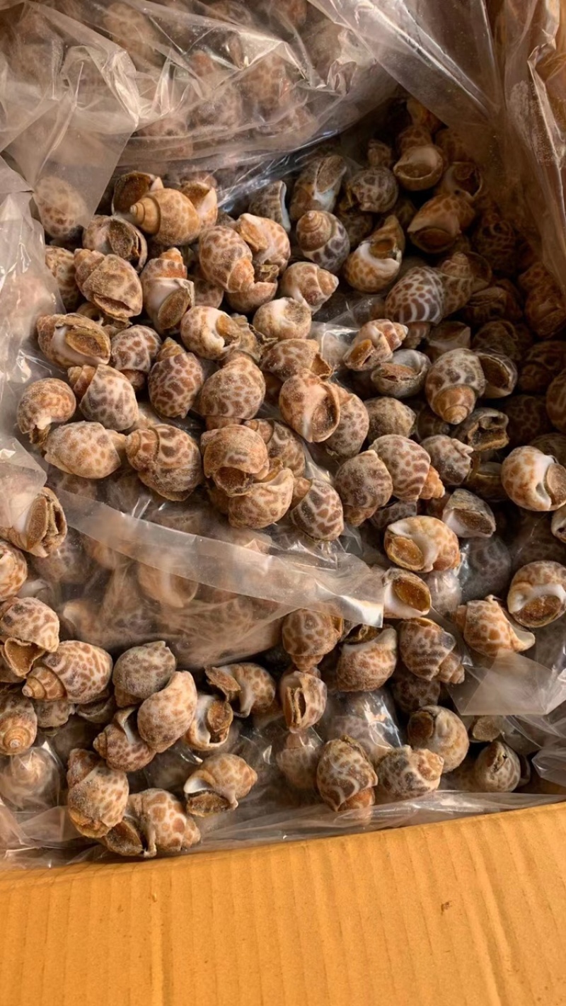 花螺螺食用螺海螺短尾花螺肉汤螺花螺东风螺