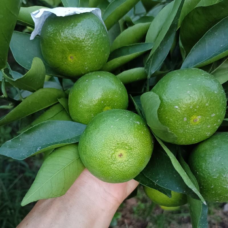 特早蜜橘