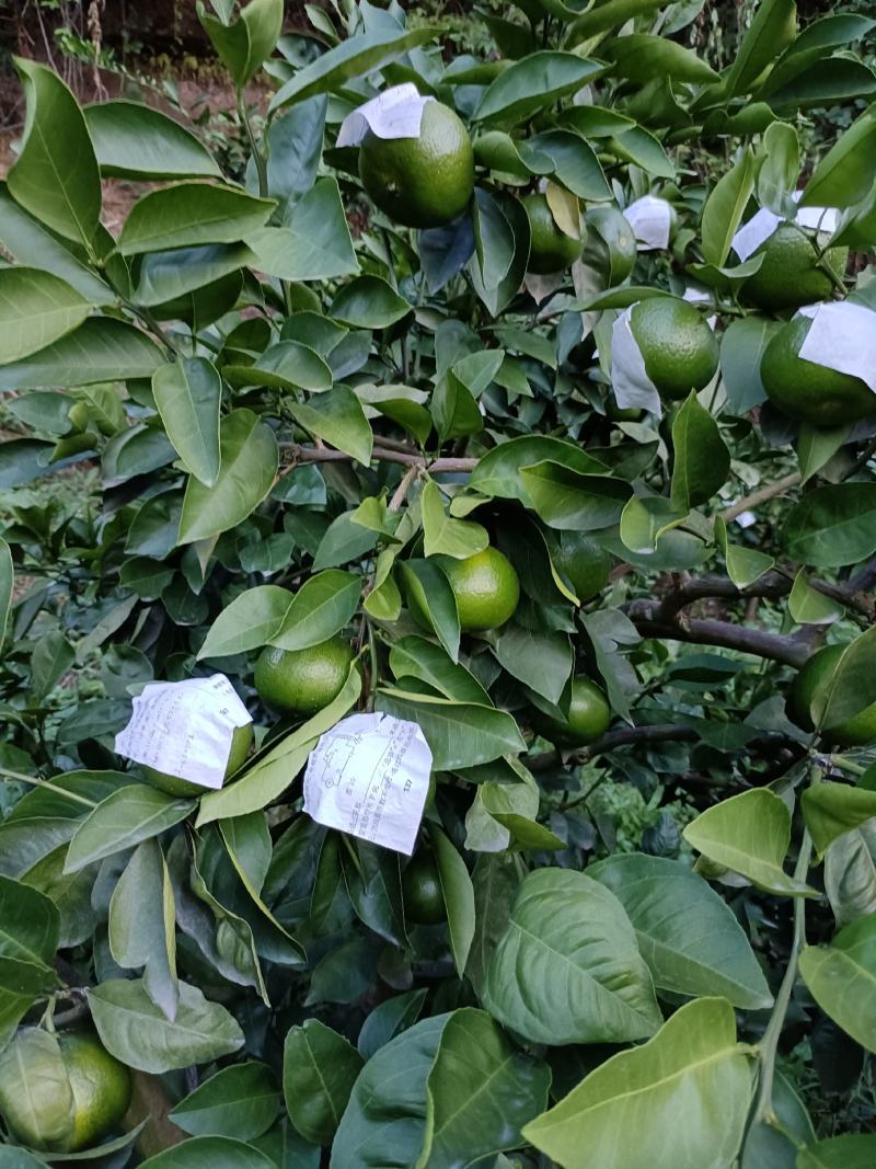 特早蜜橘