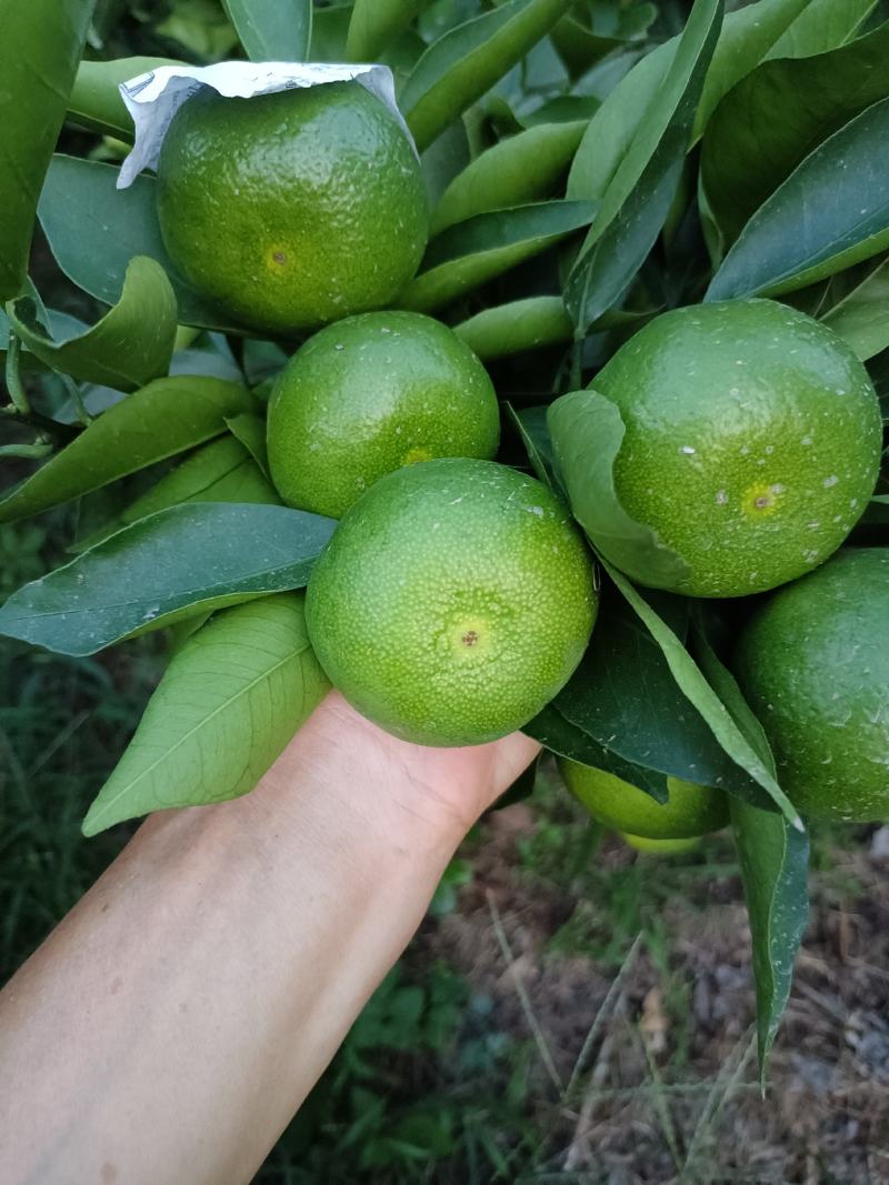 特早蜜橘