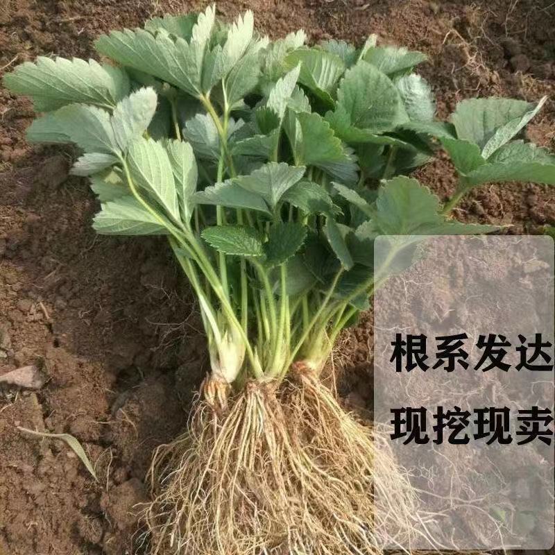 【保鲜发货】正宗脱毒优质草莓苗，精品红颜草莓苗等保证纯度