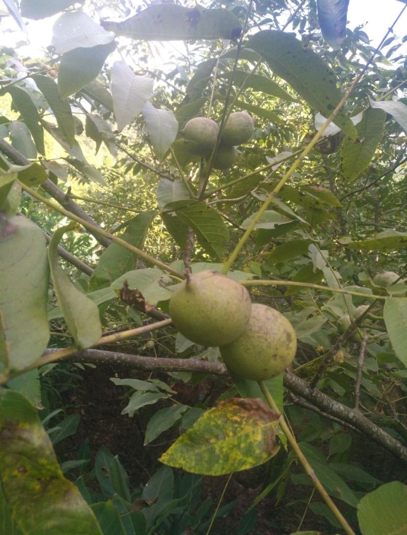 云南楚雄南华兔街薄皮核桃味道纯正绿色健康食品